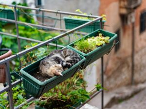 Kotor, la città dei gatti nel Montenegro